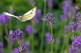 3f585d butterfly