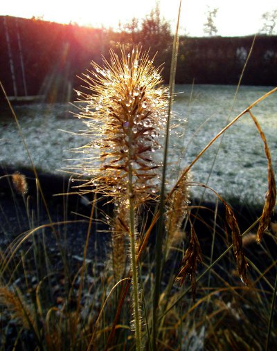 795479 Letzter Novembertag 012