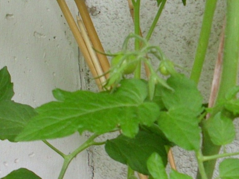 6d3292 kirschtomaten 1