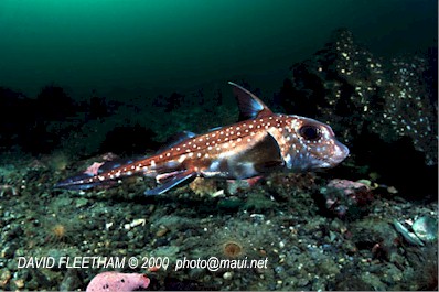 ratfish