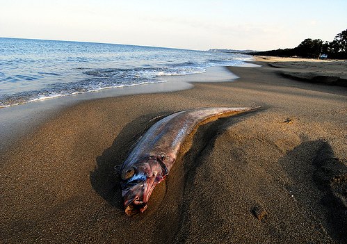 Riemenfish