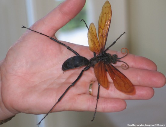 TarantulaHawk-large3-550x420