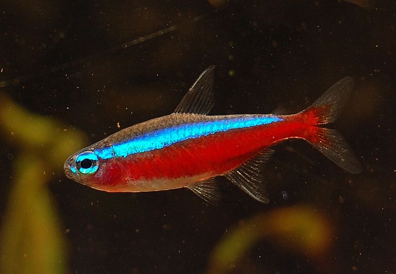 800px-Neontetra-vis