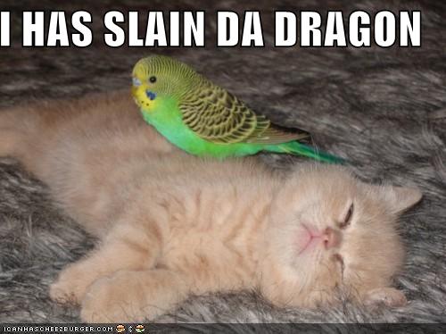 19350d1241386746 cute cats funny picture