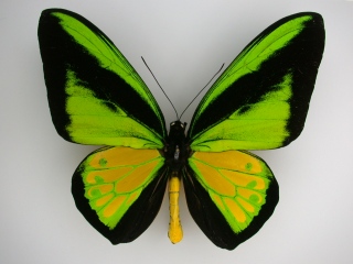 vogelfluegler553