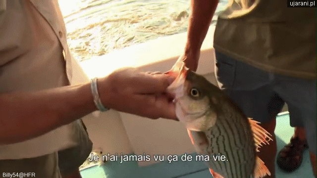 gif fish parasite creepy 793007