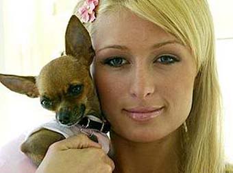 mg64806 1281346260 parishiltontinkerbell