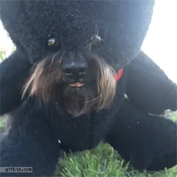 1411279693 dog dressed as teddy bear eat