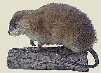 bisamratte