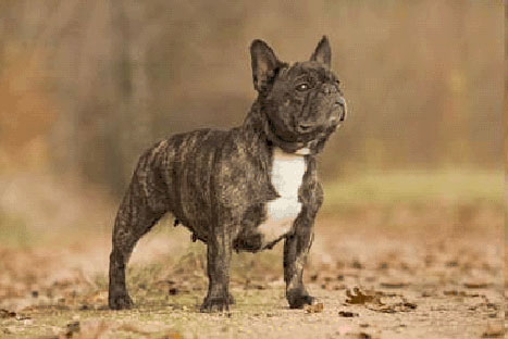Franzoeschiche Bulldogge 2 high