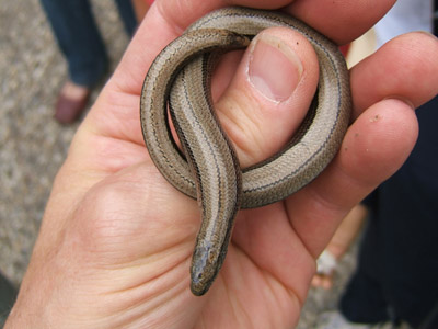 H0029Blindschleiche