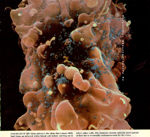 tcells-hiv