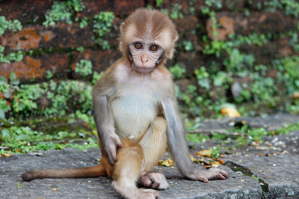 affe