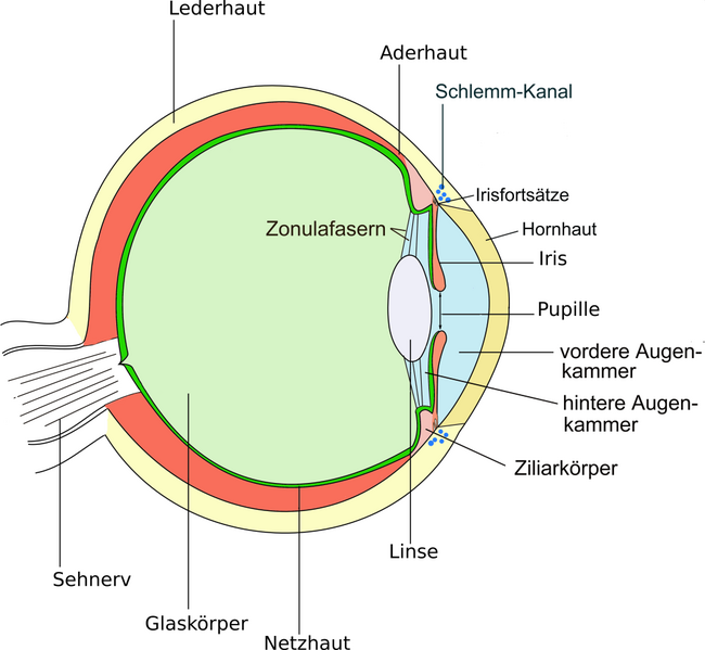650px-Auge