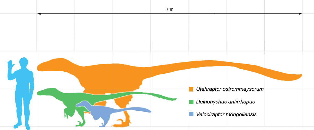 Dromie scale