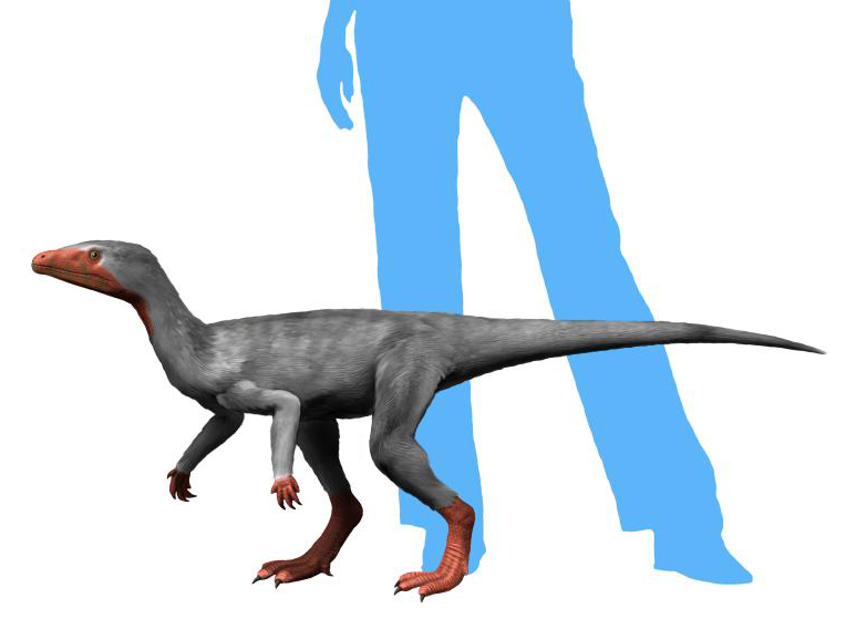 Eoraptor NT small