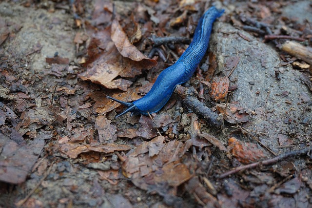 Blaue-Nacktschnecke-im-Garten-was-ist-da