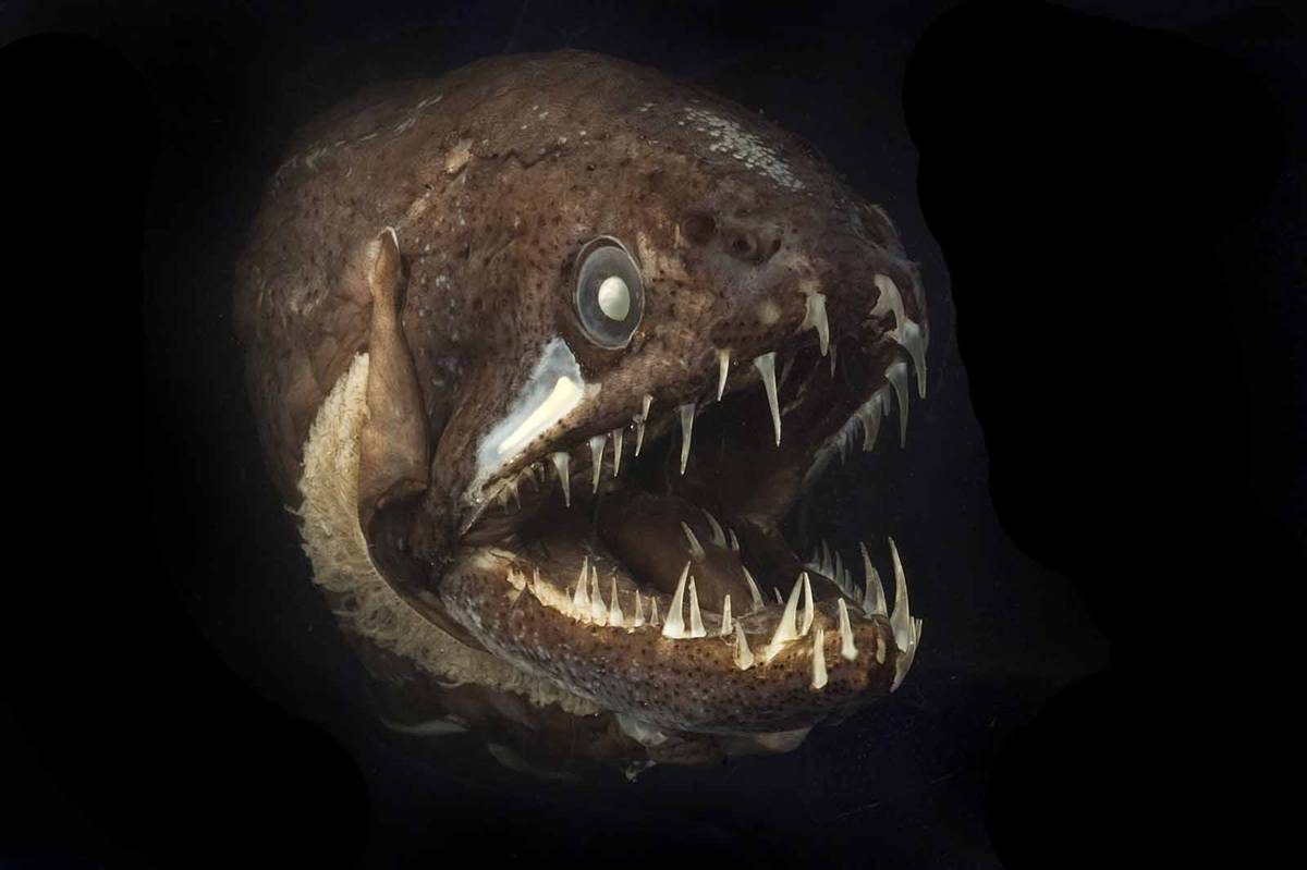 What-big-teeth