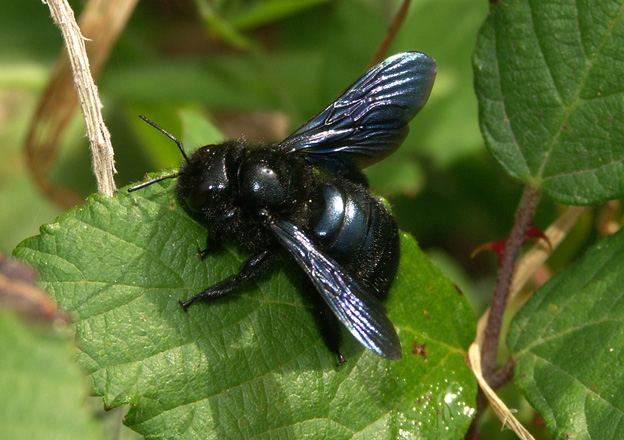 Xylocopa iris