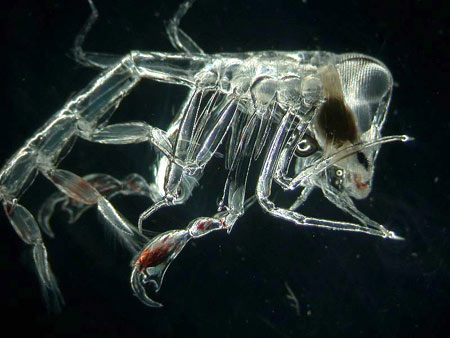 phronima amphipod-lg-alien