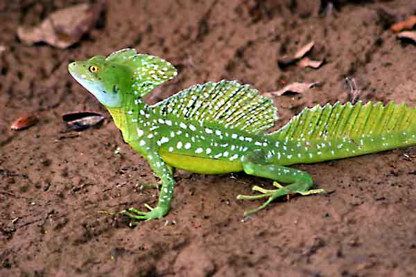 32-Stirnlappenbasilisk CD03
