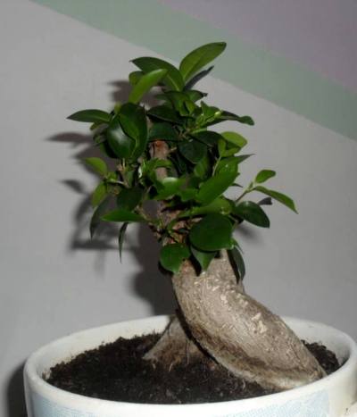 S43Ple Bonsai