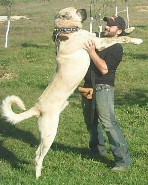 KangalDogkangal1