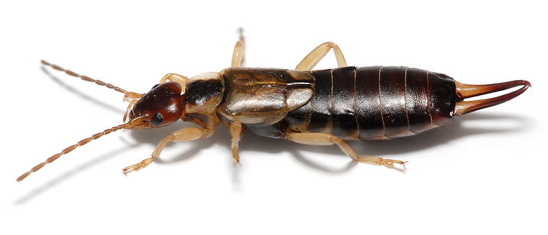 800px-Earwig on white background