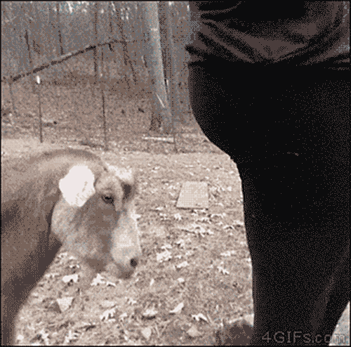 funny-goat-butting