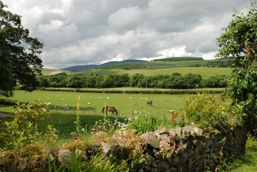 horses