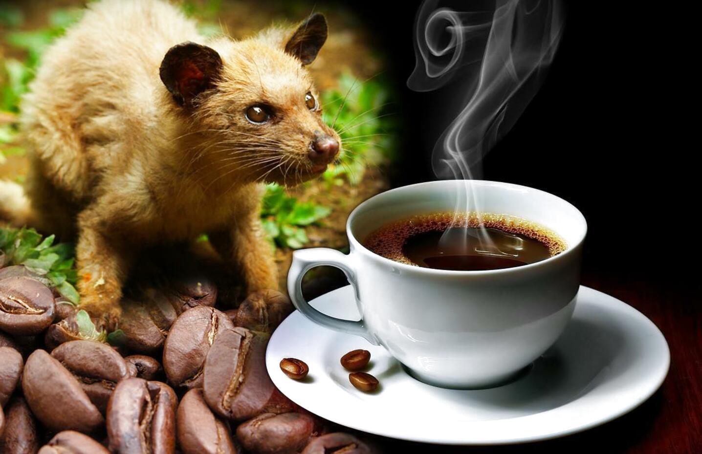kopi-luwak-what-makes-the-coffee-the-mos