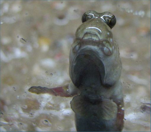 Aquarium-Berlin-Schlammspringer-Neugieri