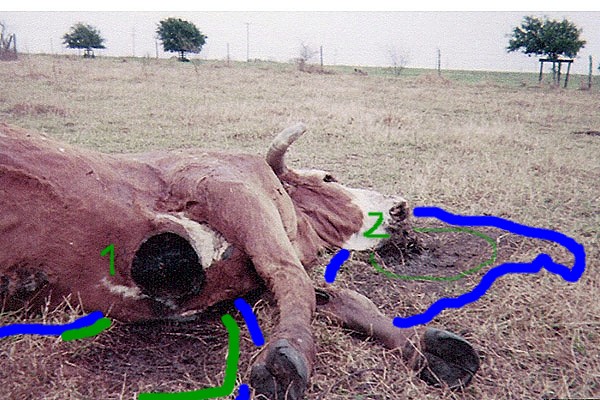 uf214201138740422cow8