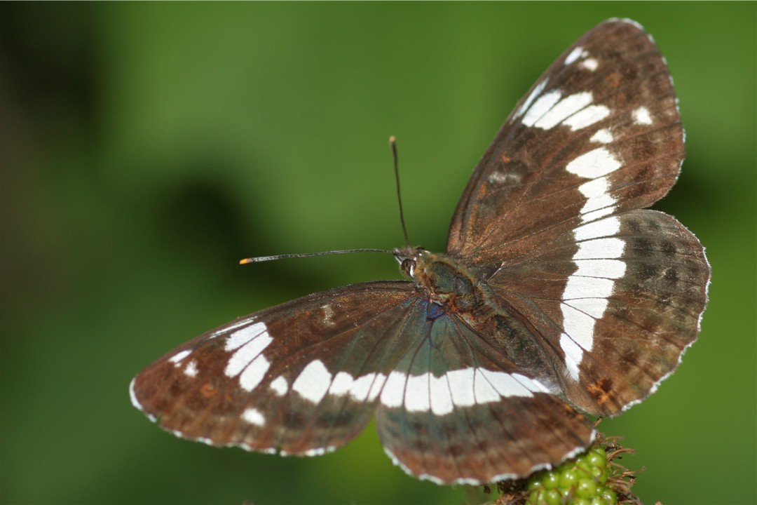 Limenitis camilla3