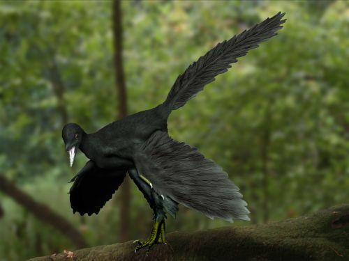 Archaeopteryx NT
