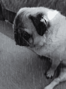 dog-sad