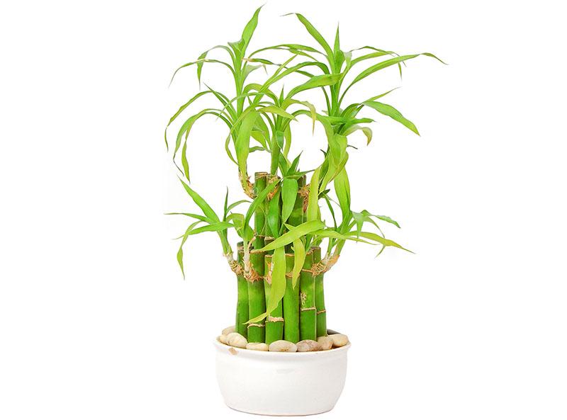 Lucky-Bamboo-Tree 0