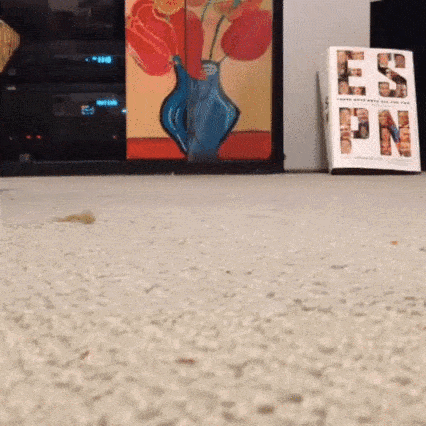 funny-cat-flip-flop-sandal