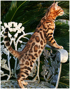bengal