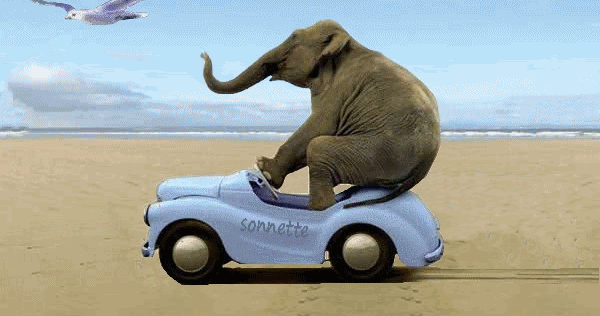 elefant auto