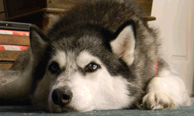husky gif - Copy