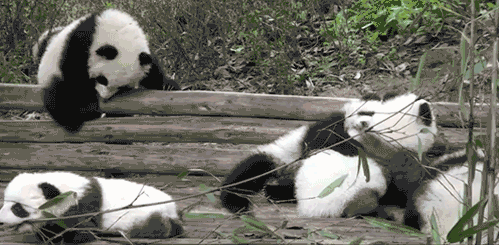 Panda Orgie - Copy