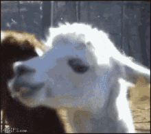 llama-mirada