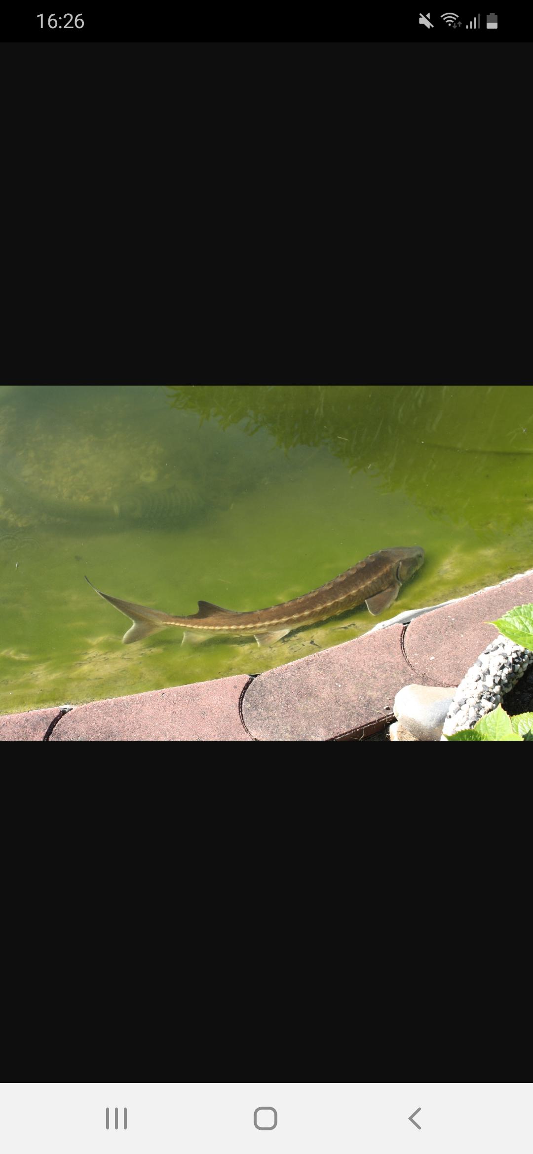 155248491db84267 Screenshot 20191225-162653 Allmystery