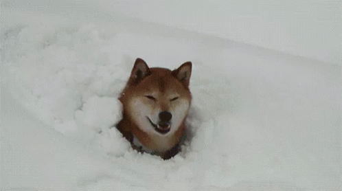 husky schnee gif - Copy
