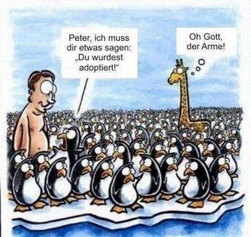 Pinguine Adoption - Copy