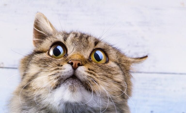 Katze-rennt-wie-verrC3BCckt-durch-die-Wo