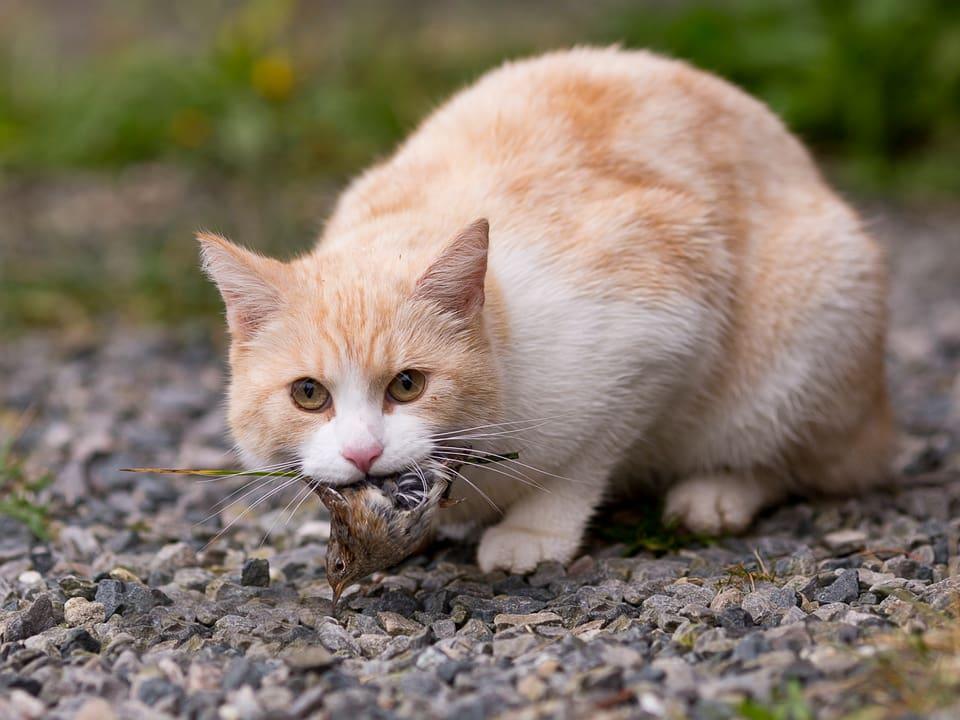 Katze mit Vogel im Maul - Copy