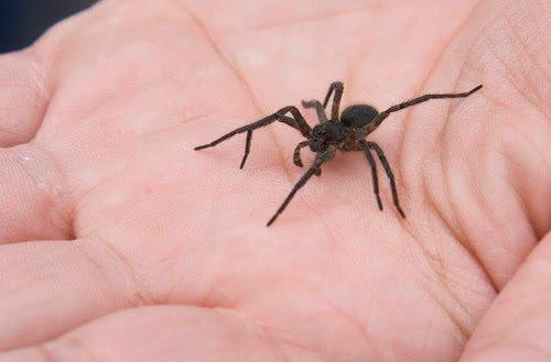 Wolf-Spider-72dpi