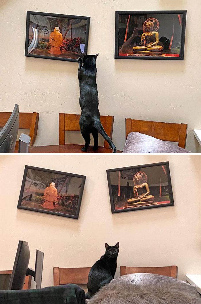 cats-being-jerks-121-5fb620f5aa41b  700 